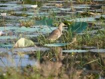 Птицы в фотографиях из путешествий