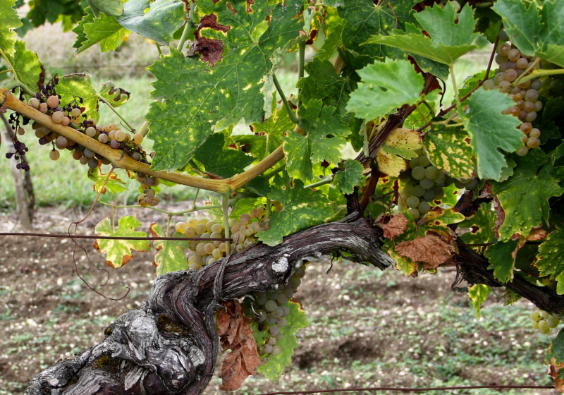 Французские зигзаги. Сентябрь 2019 г.