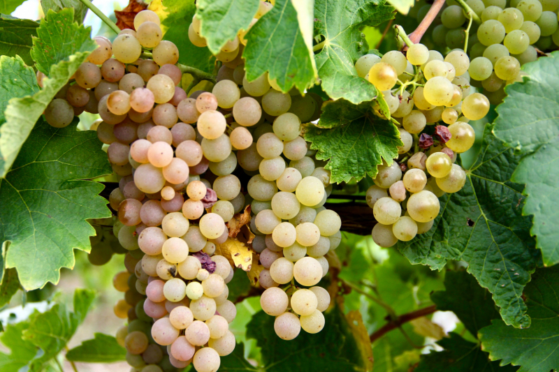 Французские зигзаги. Сентябрь 2019 г.