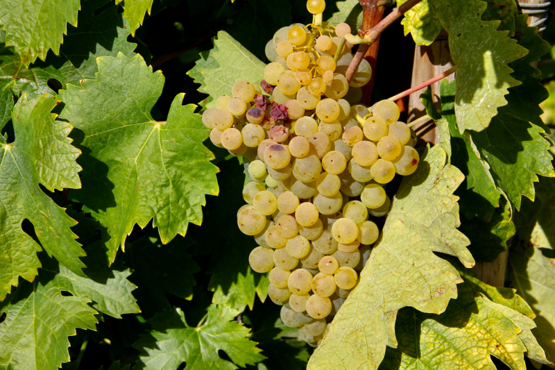 Французские зигзаги. Сентябрь 2019 г.