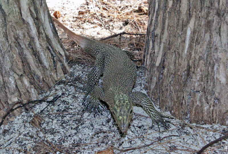 Путеводитель по Пхукету: маршруты и экскурсии, пляжи и храмы, поездки на острова  и смотровые площадки.