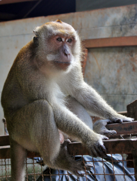 Путеводитель по Пхукету: маршруты и экскурсии, пляжи и храмы, поездки на острова  и смотровые площадки.