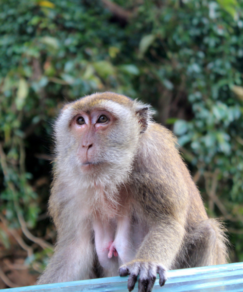 Путеводитель по Пхукету: маршруты и экскурсии, пляжи и храмы, поездки на острова  и смотровые площадки.