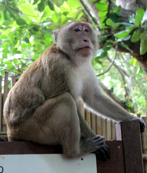Путеводитель по Пхукету: маршруты и экскурсии, пляжи и храмы, поездки на острова  и смотровые площадки.