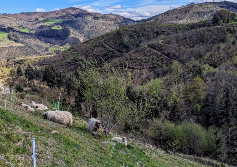 Жизнь на пути или Camino del norte набегами