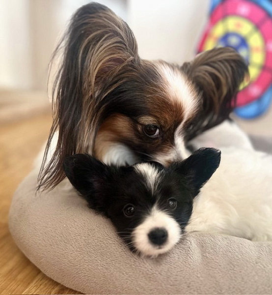 Кошки в нашей жизни. Кошки и все, что с ними связано.