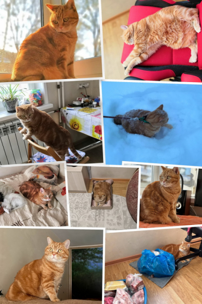 Кошки в нашей жизни. Кошки и все, что с ними связано.