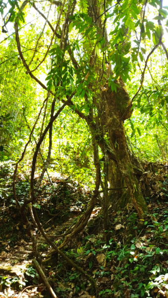 По южному Тайланду на автомобиле. Khao Lak, Khao Sok, Krabi, OA Luek, Phuket 14 дней. Пещеры, Кайаки, Горячие источники, Нац. Парки и т.п. По южному Тайланду на автомобиле. Khao Lak, Khao Sok, Krabi, OA Luek, Phuket 14 дней. Пещеры, Кайаки, Горячие источники, Нац. Парки и т.п.