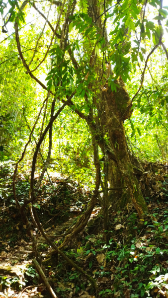 По южному Тайланду на автомобиле. Khao Lak, Khao Sok, Krabi, OA Luek, Phuket 14 дней. Пещеры, Кайаки, Горячие источники, Нац. Парки и т.п.