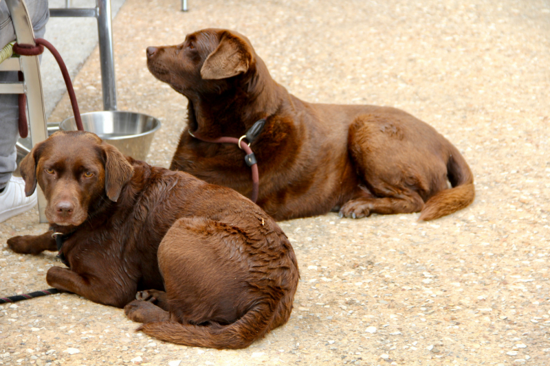 Французские зигзаги. Сентябрь 2019 г.