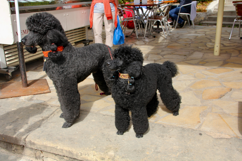 Французские зигзаги. Сентябрь 2019 г.