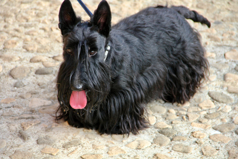 Французские зигзаги. Сентябрь 2019 г.