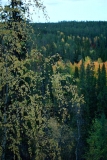 Лапландия и национальный парк Оуланка (сентябрь 2011)
