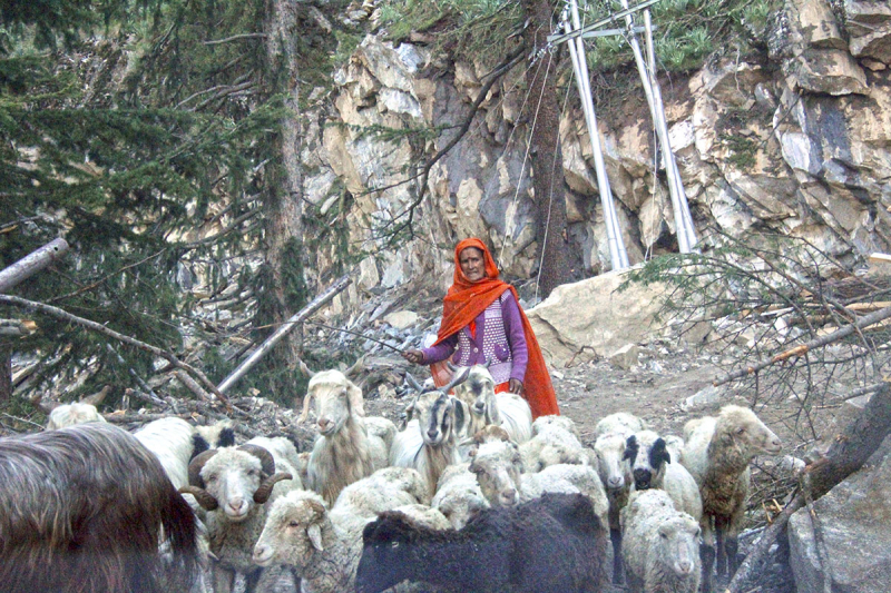 Джиппинг по Гималаям и Тибету в Индии зоолога с женой в мае 2024