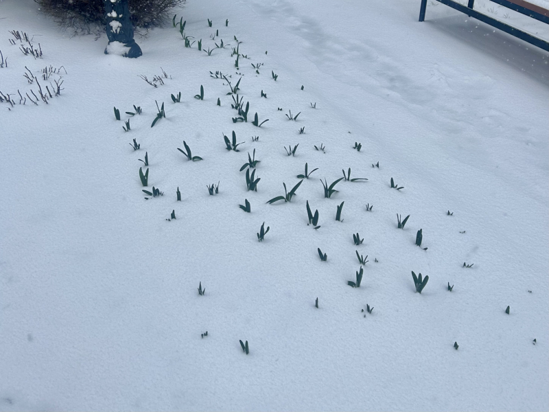 Бангкок во время чумы
