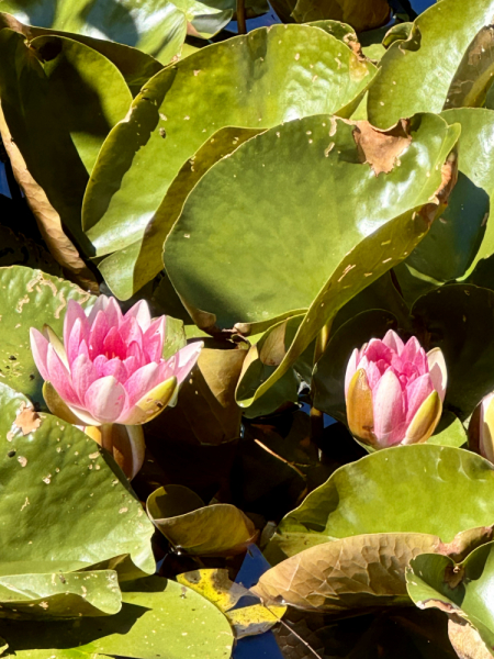 Пока мы ждем..