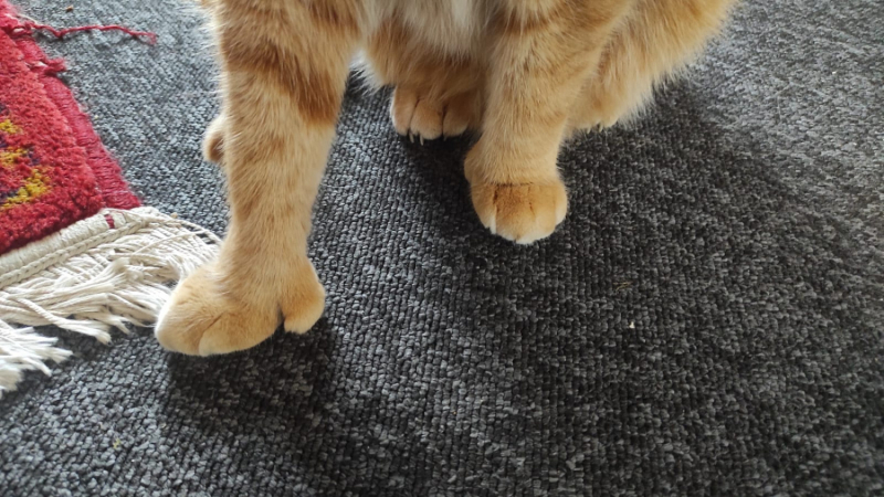 La mia vita. Римские записки, дневник онлайн