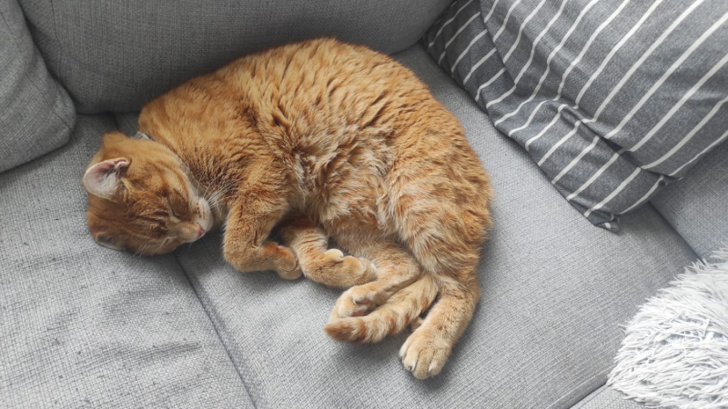 La mia vita. Римские записки, дневник онлайн