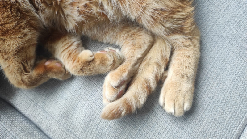 La mia vita. Римские записки, дневник онлайн