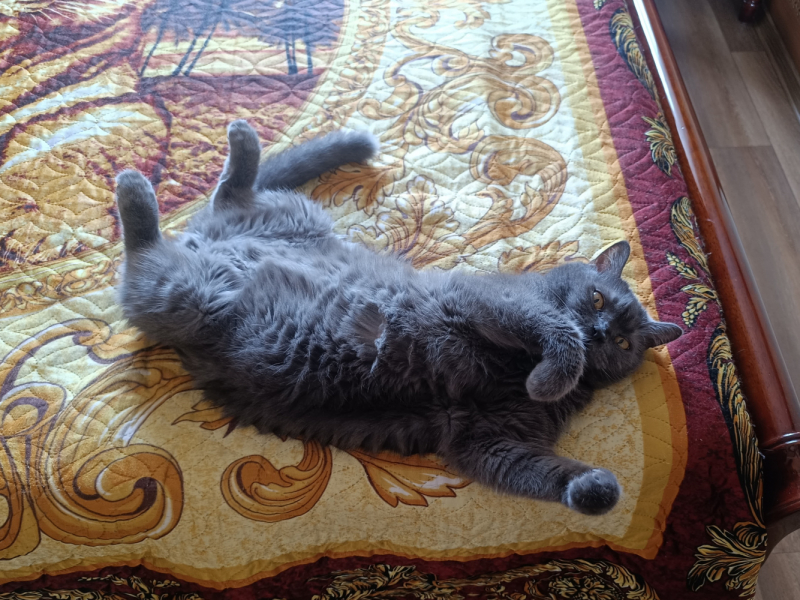 Кошки в нашей жизни. Кошки и все, что с ними связано.