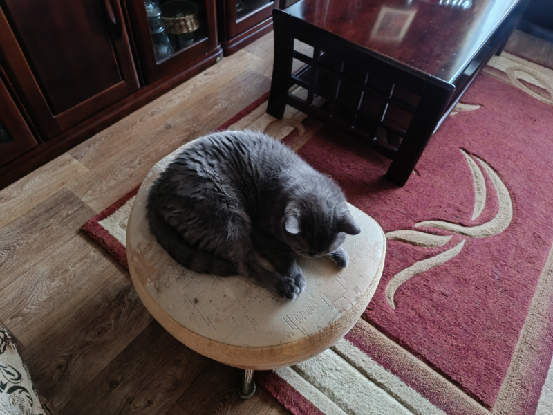 Кошки в нашей жизни. Кошки и все, что с ними связано.