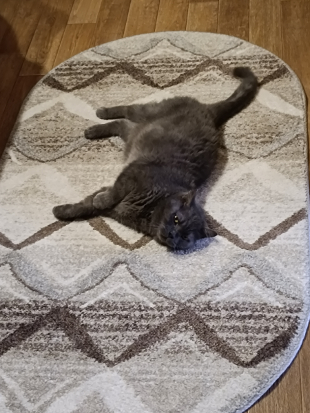 Кошки в нашей жизни. Кошки и все, что с ними связано.