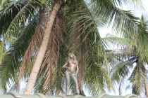 Самуи. Другая жизнь.