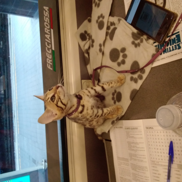 La mia vita. Римские записки, дневник онлайн