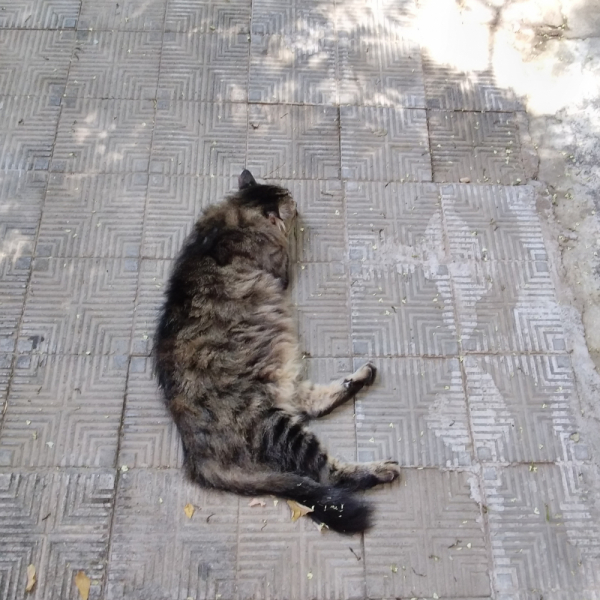 La mia vita. Римские записки, дневник онлайн