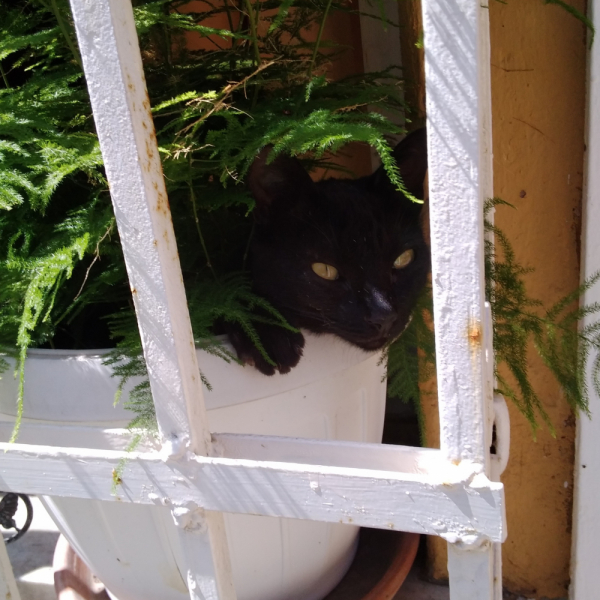 La mia vita. Римские записки, дневник онлайн