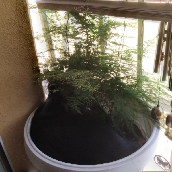 La mia vita. Римские записки, дневник онлайн