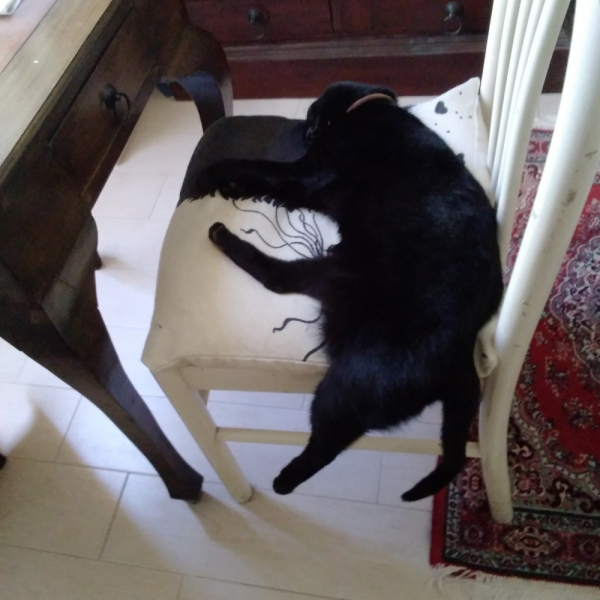 La mia vita. Римские записки, дневник онлайн