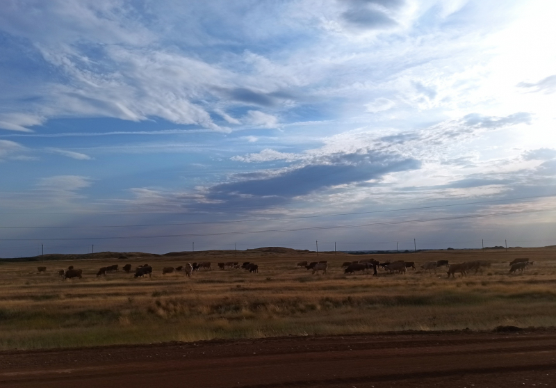 Царев