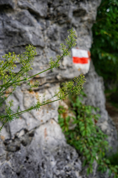 Dolomiti di Brenta (июль 2024) соло-хайк с двумя собаками Dolomiti di Brenta (июль 2024) соло-хайк с двумя собаками