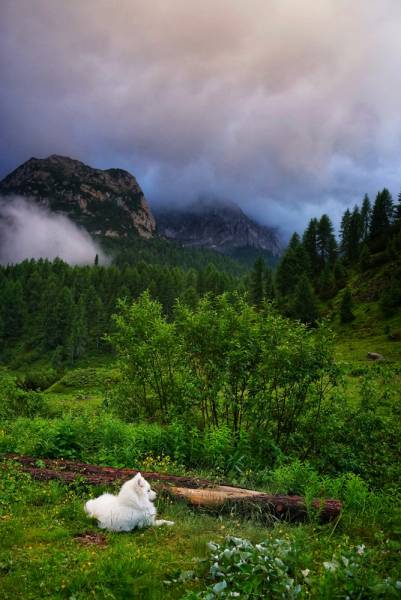 Dolomiti di Brenta (июль 2024) соло-хайк с двумя собаками Dolomiti di Brenta (июль 2024) соло-хайк с двумя собаками