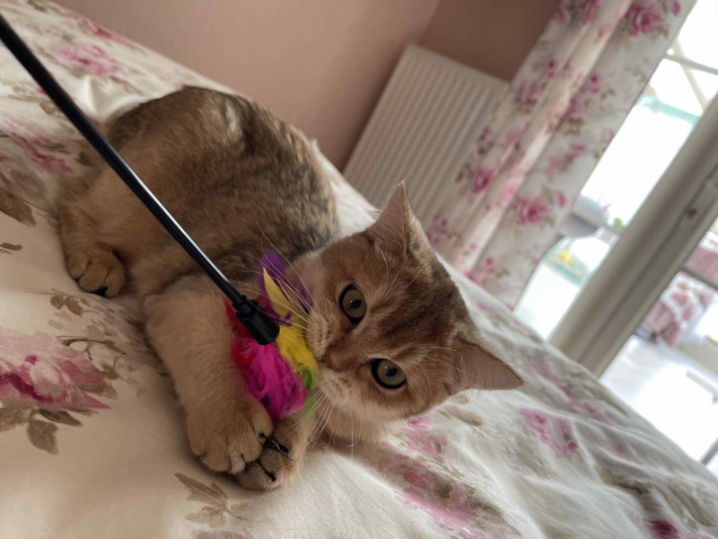 Кошки в нашей жизни. Кошки и все, что с ними связано.