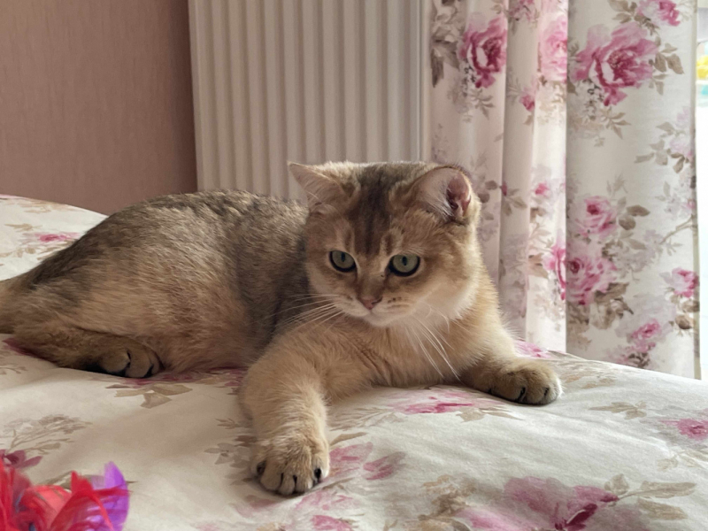 Кошки в нашей жизни. Кошки и все, что с ними связано.