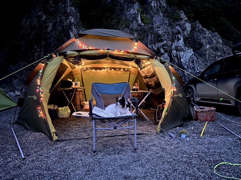 Кошки в нашей жизни. Кошки и все, что с ними связано.