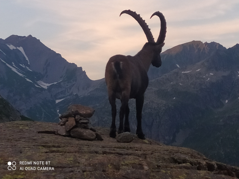 Море адреналина в Пеннинских Альпах или 280 км соло по Alpine passes trail