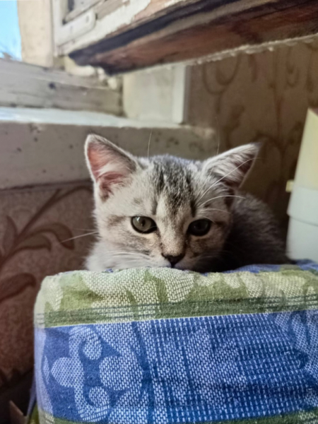 Кошки в нашей жизни. Кошки и все, что с ними связано.