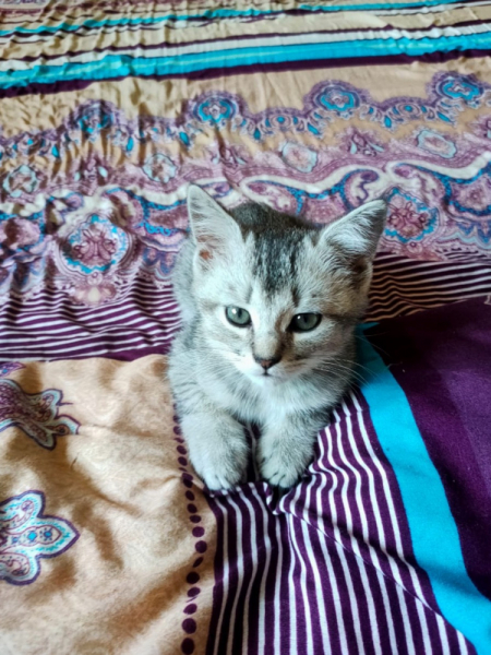 Кошки в нашей жизни. Кошки и все, что с ними связано.