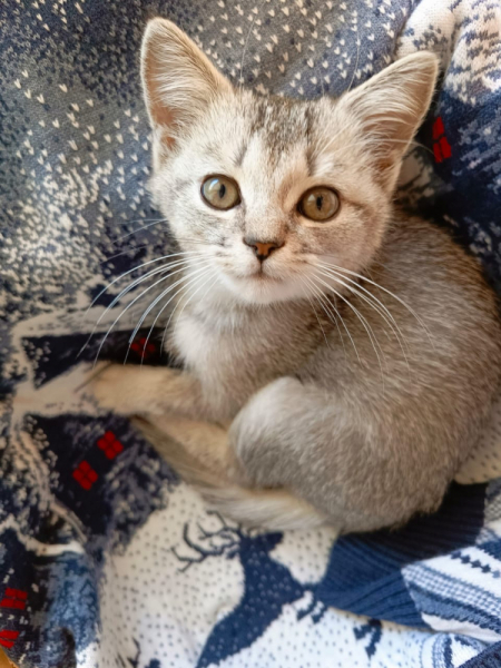 Кошки в нашей жизни. Кошки и все, что с ними связано.