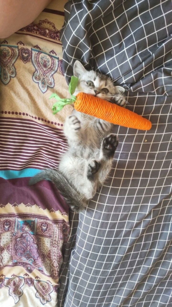 Кошки в нашей жизни. Кошки и все, что с ними связано.