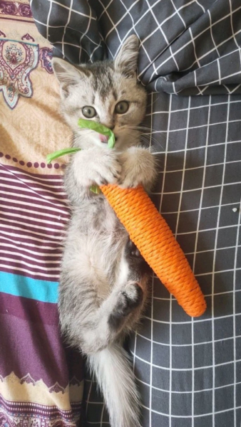 Кошки в нашей жизни. Кошки и все, что с ними связано.