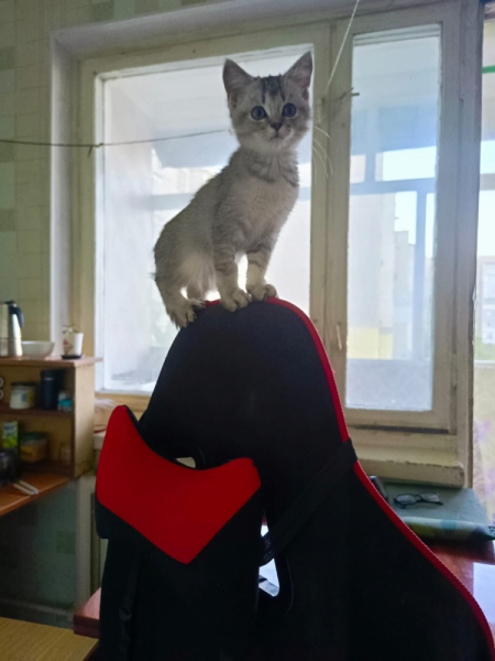 Кошки в нашей жизни. Кошки и все, что с ними связано.