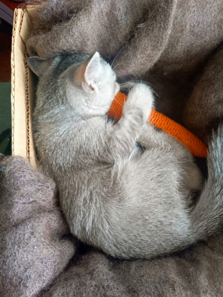 Кошки в нашей жизни. Кошки и все, что с ними связано.