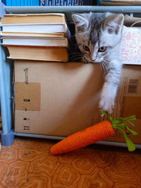 Кошки в нашей жизни. Кошки и все, что с ними связано.