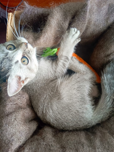 Кошки в нашей жизни. Кошки и все, что с ними связано.