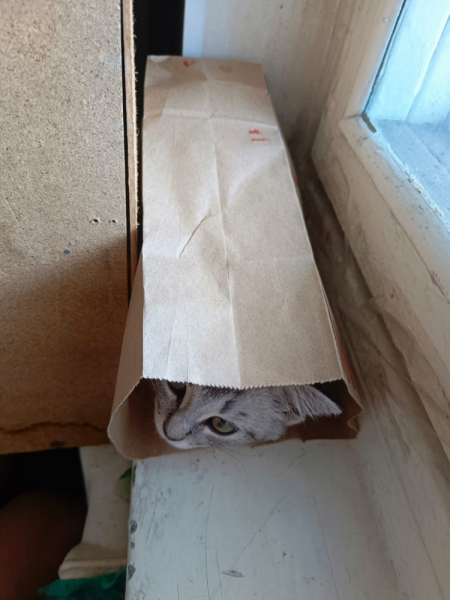 Кошки в нашей жизни. Кошки и все, что с ними связано.