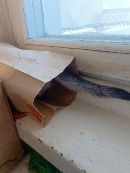 Кошки в нашей жизни. Кошки и все, что с ними связано.